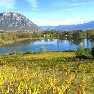 wines and terroir i the alps